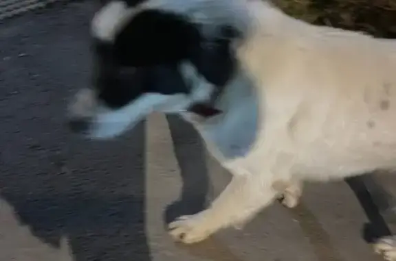 Найдена собака, Таганрог, фото: Собака найдена: Смирновский пер., Таганрог