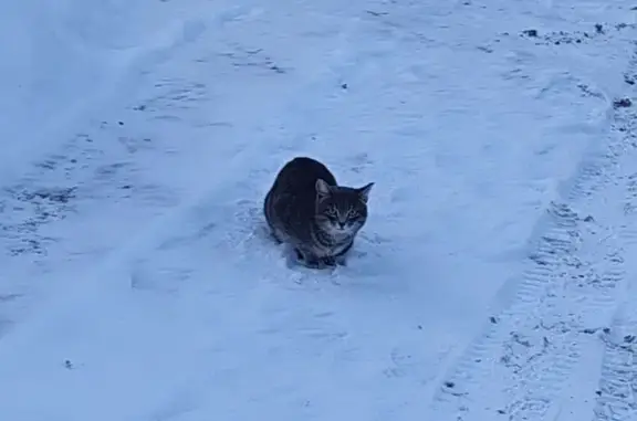 Найдена кошка, Барнаул, фото: Кошка найдена: 1-й Станкостроительный, Барнаул