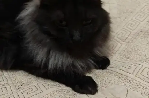 Объявления о пропавших и найденных животных, Ханты-Мансийск, фото: Пропала кошка, Ямская 3/1, Ханты-Мансийск