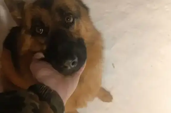 Найдена собака, Казань, фото: Найдена собака, Казань