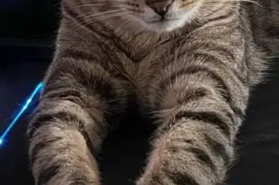 Пропала кошка, Люберцы - photo