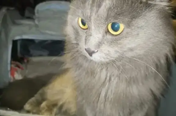 Найдена кошка, Владивосток, фото: Найдена кошка на Светланской, Владивосток