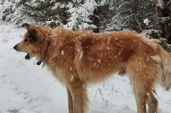 Собаки потеряшки, Верхняя Пышма, фото: Потеряшка собака у оз. Шитовское, км 16+502