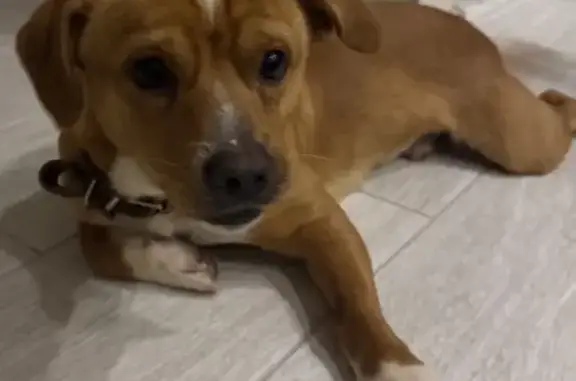 Найдена собака, Сочи, фото: Сочи: найдена собака на Парковой улице