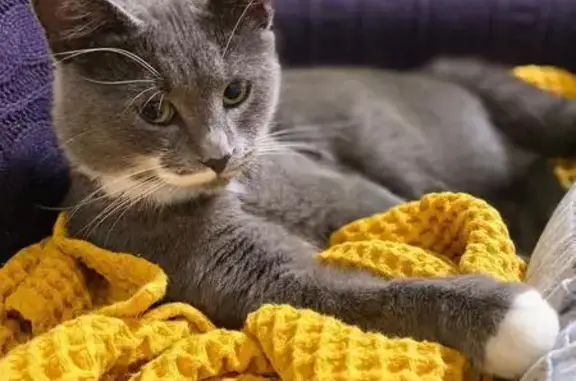 Пропала кошка, Сельская ул., Супсех - photo