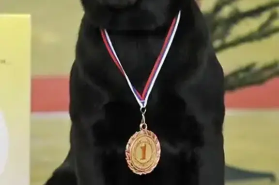 Пропала собака, 45 Каракашево - photo