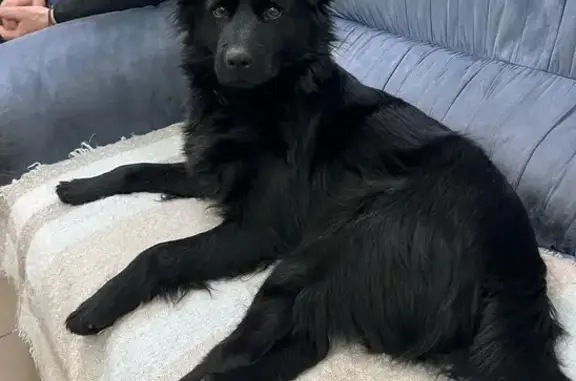 Собаки потеряшки, Омск, фото: Потеряшка собака на ул. Суворова, 82, Омск