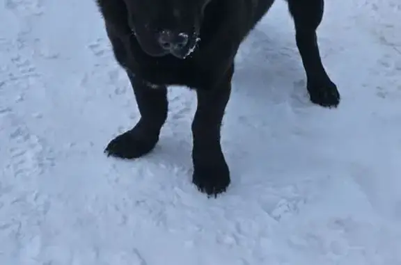 Пропала собака, Школьная ул., Михальчиково - photo