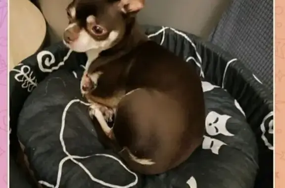 Собаки потеряшки, Королёв, фото: Потеряшка собака, Королёв, МО