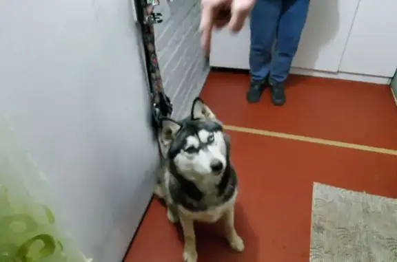 Найдена собака, Ростов-на-Дону, фото: Собака найдена: Днепропетровская 33А, РнД