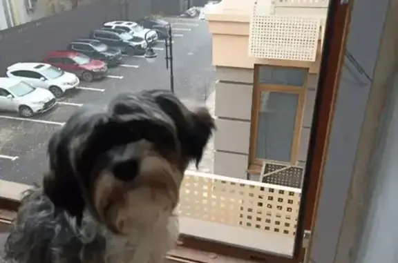 Пропала собака, Ленина 56А, Волгоград - photo