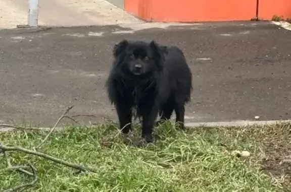 Найдена собака, Краснодар, фото: Собака найдена: ул. Соколова, 50/2, Краснодар