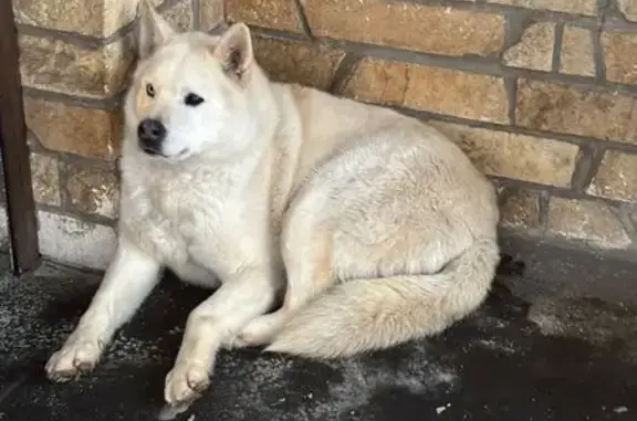 Пропала собака на Большой Заливной, Уфа - photo