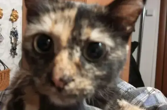 Найдена кошка, Серов, фото: Трёхцветная кошка найдена на Крупской, 24