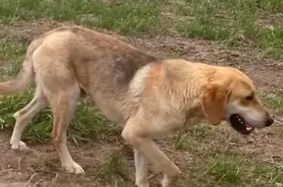 Пропал рыжий пес в Лучке, Тамбовская обл. - photo