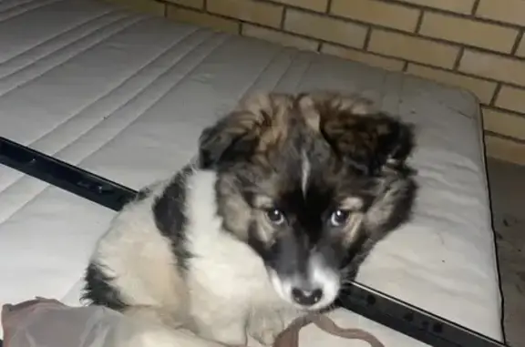 Найдена собака, Оренбург, фото: Найдена собака, Оренбург, Оренобл