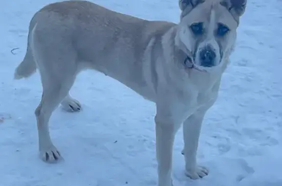 Найдена собака, Ильмень, фото: Найдена собака у д. Ильмень, Новгородская обл.