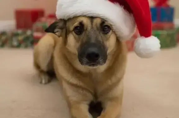 Найдена собака, Нижнекамск, фото: Найдена собака, пр. Мира, Нижнекамск