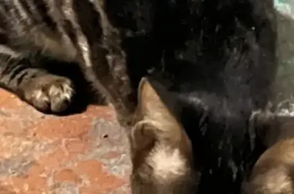 Объявления о пропавших и найденных животных, Астрахань, фото: Кошка найдена: 1-я Перевозная, 110, Астрахань