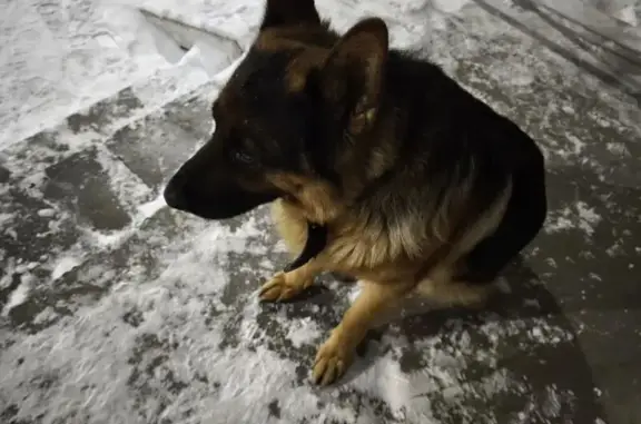 Овчарка найдена на Солнечной, 18В, Челябинск - photo