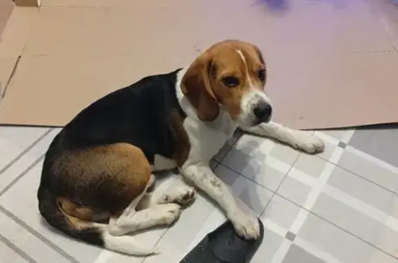 Найденные животные Курское, фото: Бигль найден: ул. Быкова, Бочаровка