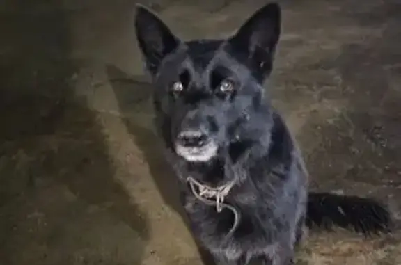 Найдена собака, Елизаветинская, фото: Найдена овчарка, ул. Степная, 51