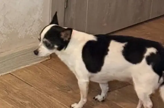 Пропала собака, Томская ул. 10, Витязево - photo