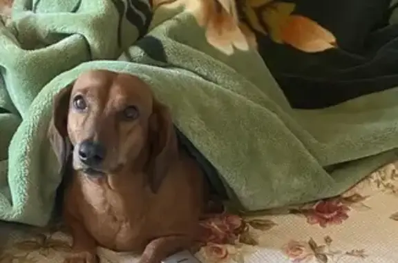 Пропала рыжая такса, Юго-Восточная 77 - photo