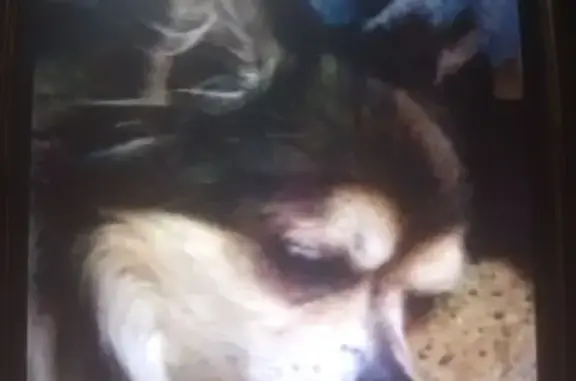 Пропала собака, Егорьевская ул., 5, Волгоград - photo