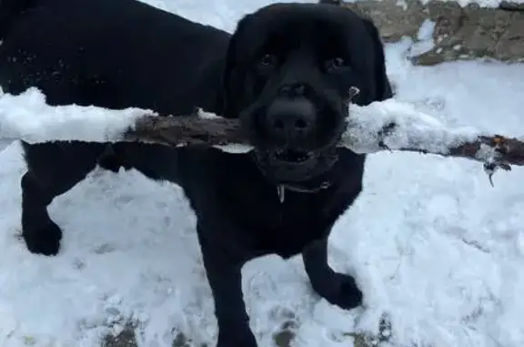 Пропала собака, ул. Студенческая, 13 - photo