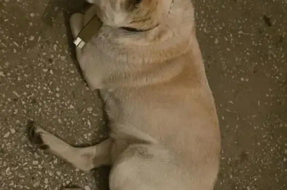 Найдена собака, Красноярск, фото: Собака с разными глазами, ул. 9 Мая