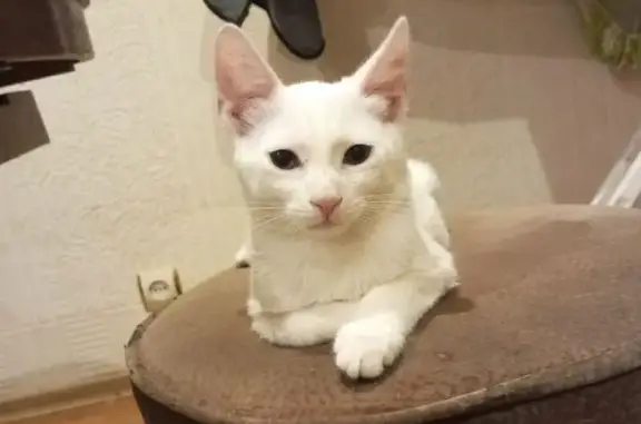 Кошки потеряшки, Ростов-на-Дону, фото: Потеряшка кошка, ул. Добровольского, 5