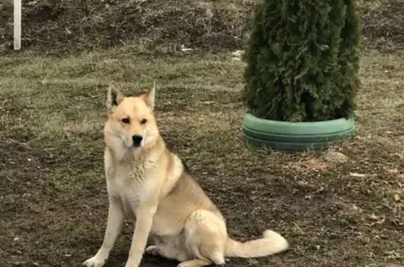 Собаки потеряшки, Северный, фото: Потеряшка собака, Северный, Белгородская обл.