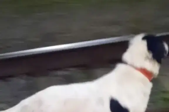 Найдена собака, Таганрог, фото: Найдена собака на станции Марцево, 4А