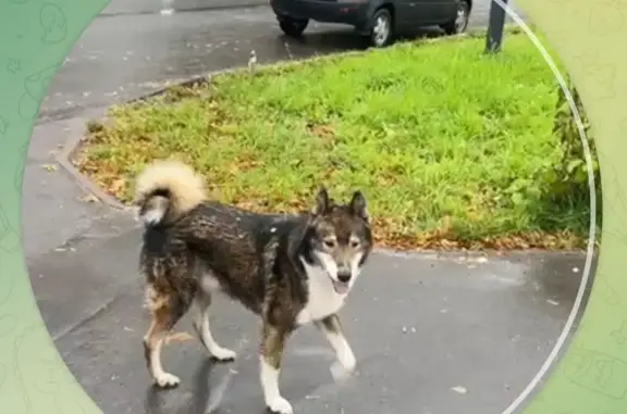 Пропала лайка, Арзамас, Нижегородская обл. - photo