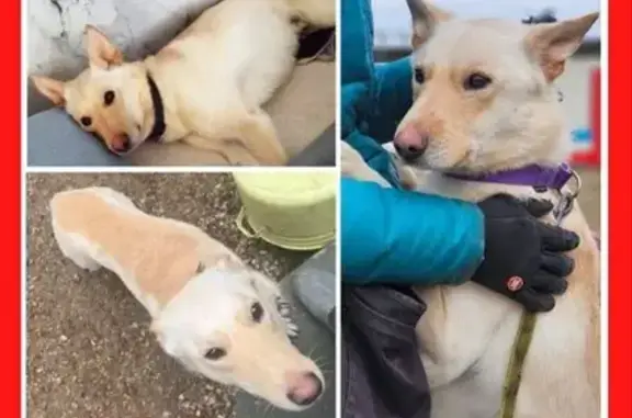 Пропала собака, Лесная ул., Москва - photo