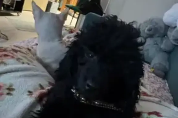 Пропал черный пудель на Руднева, Макеевка - photo