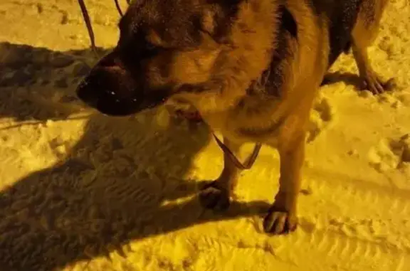 Найдена собака, Пушкино, фото: Найден овчар в Коптелино, Пушкино