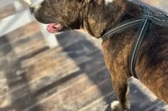 Пропала собака на Южный Обход, 55/4 - photo