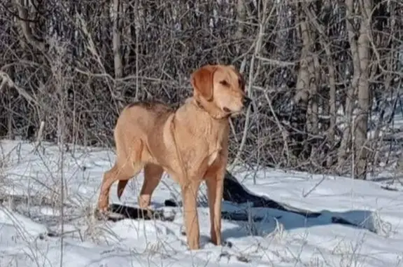 Пропала собака между Уметом и Дворянском - photo