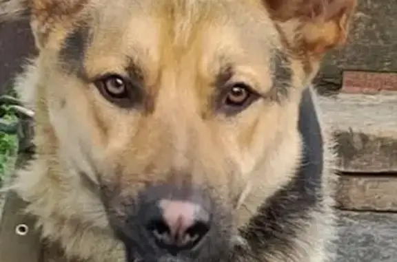 Объявления о пропавших и найденных животных, Соликамск, фото: Пропала собака, ул. Серова, 4, Соликамск