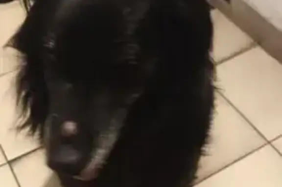 Найдена собака, Калининград, фото: Собака найдена: Киевская ул. 30, Калининград