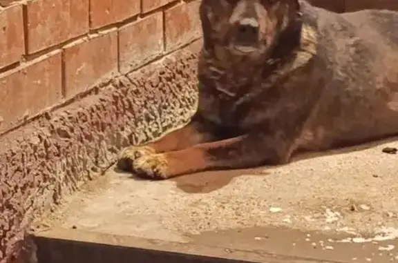 Найдена собака, Нижний Новгород, фото: Старый пёс у подъезда Хохлова 21, Н. Новгород