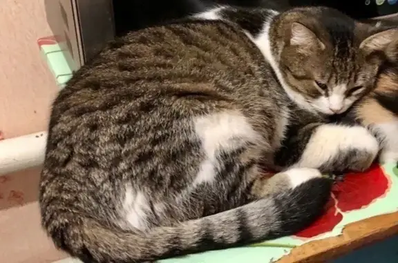 Кошки потеряшки, Каменоломни, фото: Потеряшка кошка, ул. Чкалова, Каменоломни