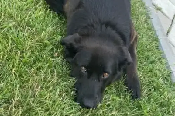 Пропала собака на ул. Дружбы, Владимир - photo