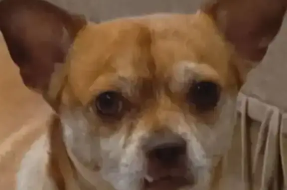 Пропала собака, Молодёжная 3, Усинск - photo