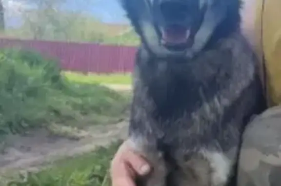 Пропала собака, ул. Героя Попова, 7, НН - photo