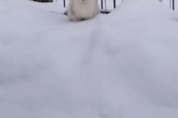 Объявления о пропавших и найденных животных, Пенза, фото: Красивая кошка найдена на Рахманинова