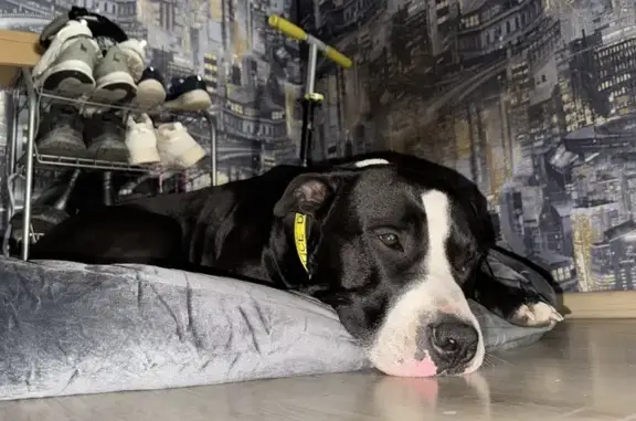 Пропала собака, Депутатская 9, Тюмень - photo