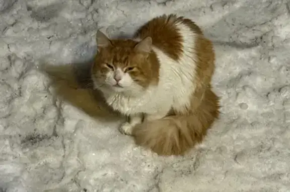 Найдена кошка, Брянск, фото: Кошка найдена: ул. Димитрова, 81, Брянск